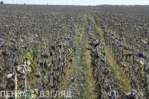 В минсельхозе Пензенской области рассказали, сколько собрано кукурузы, свеклы и подсолнечника
