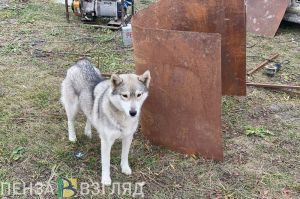 Искусанная пензячка показала раны от агрессивной бродячей собаки