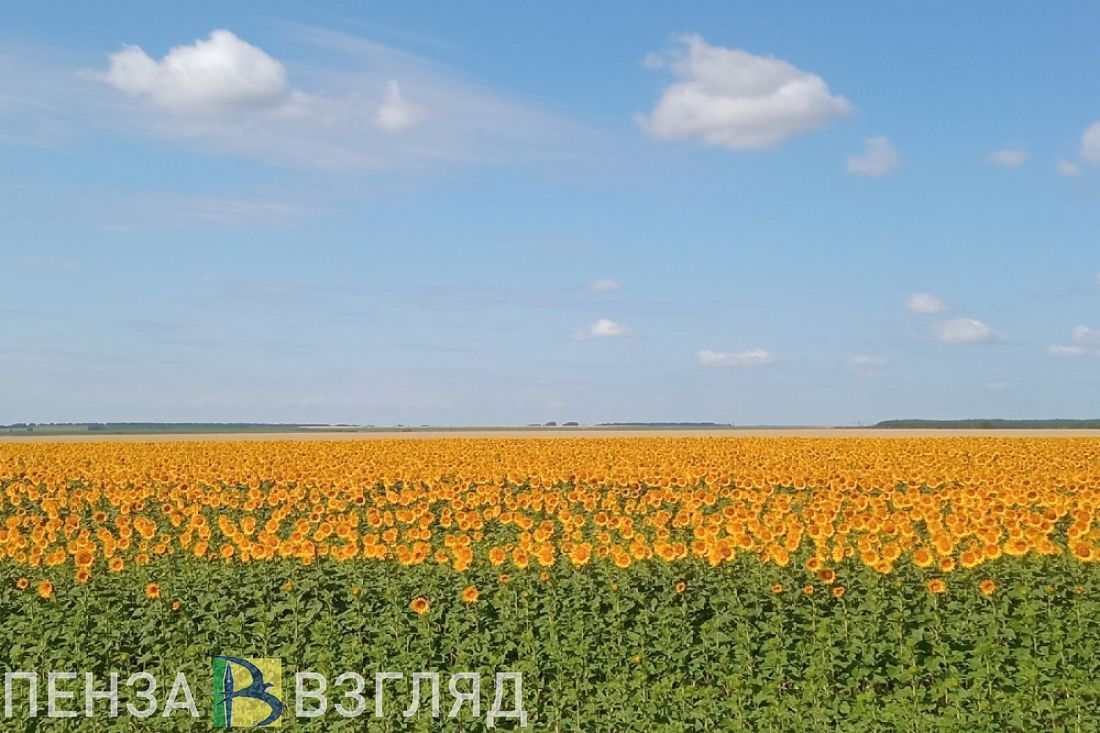 В Пензенской области завершают сбор урожая кукурузы, свеклы и подсолнечника