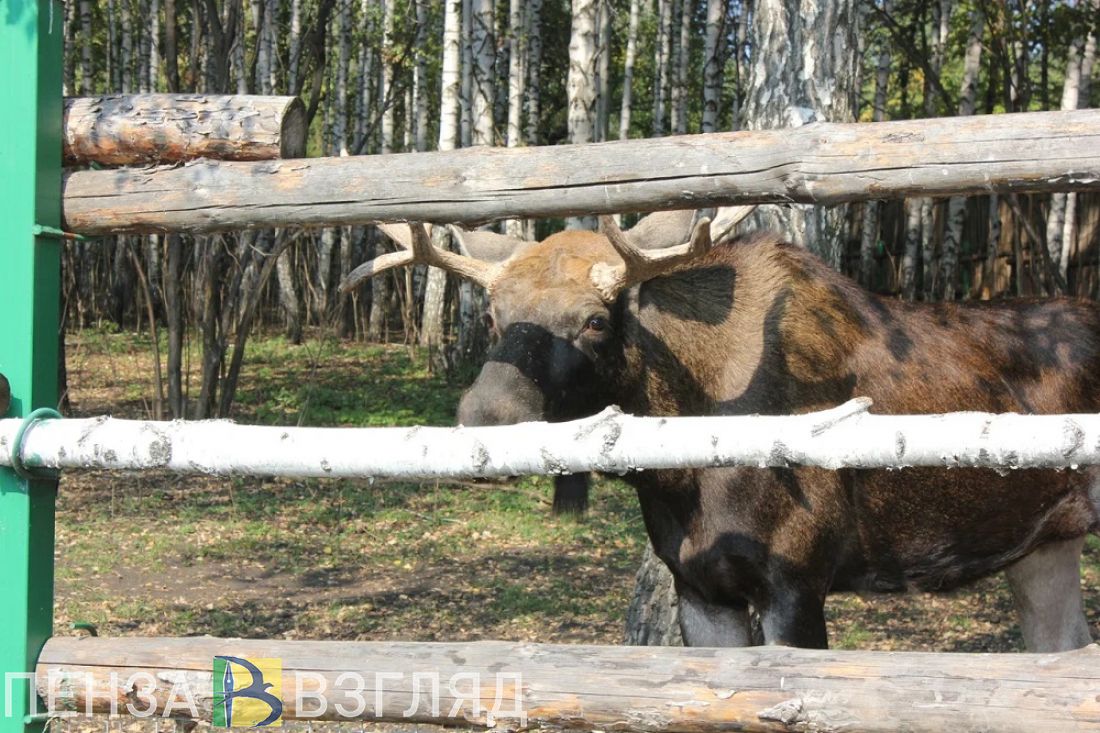 Пензенский зоопарк переходит на зимний режим работы