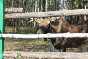 Пензенский зоопарк переходит на зимний режим работы