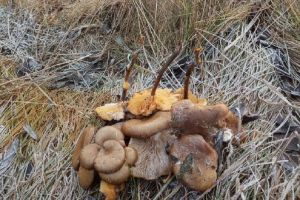 Пензенские грибники в декабре не закрыли сезон «тихой охоты»
