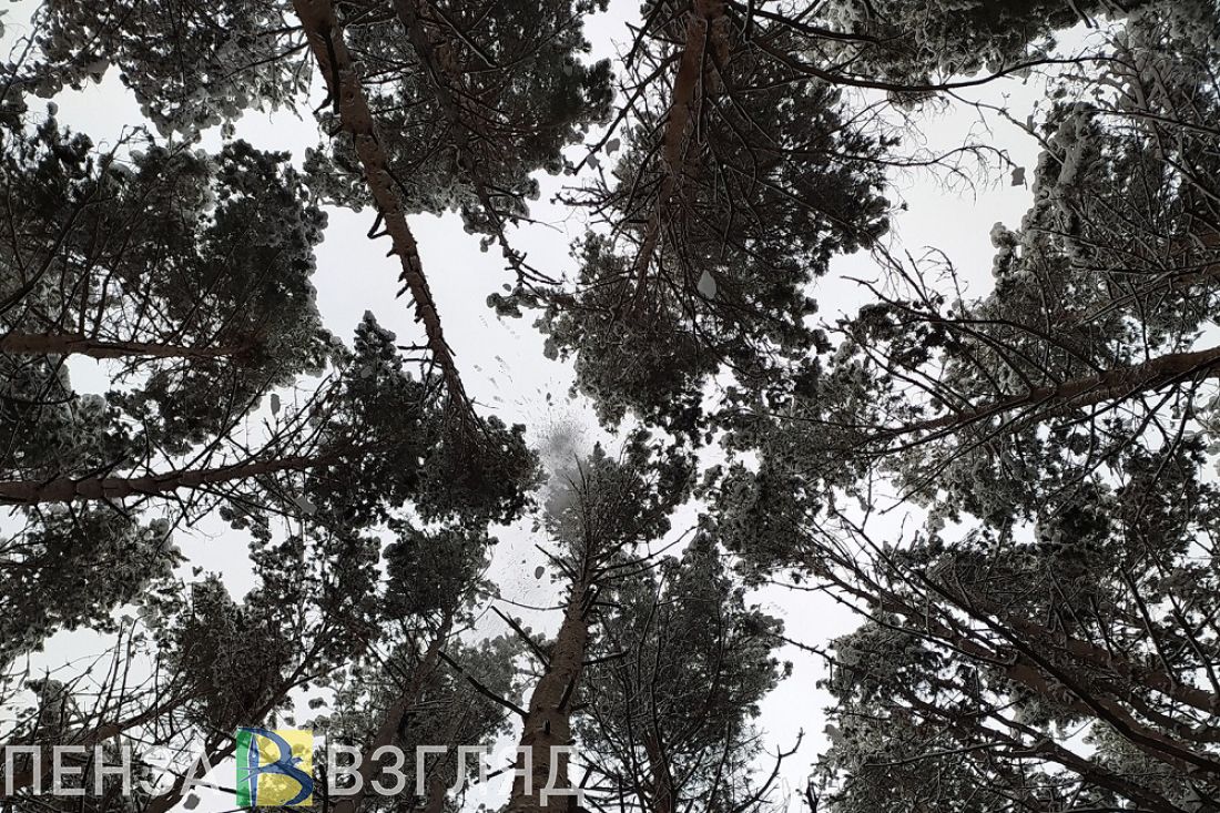 Загадочное место жительства, призы для вакцинированных и труп женщины: новости Пензенской области за 10 декабря