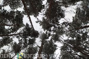 Загадочное место жительства, призы для вакцинированных и труп женщины: новости Пензенской области за 10 декабря