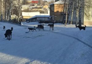 Мокшанцы пожаловались на стаю бродячих собак