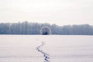 Пропавший мужчина, попытка незаконного пересечения госграницы и снижение коллективного иммунитета к ковиду: новости Пензенской области за 26 февраля