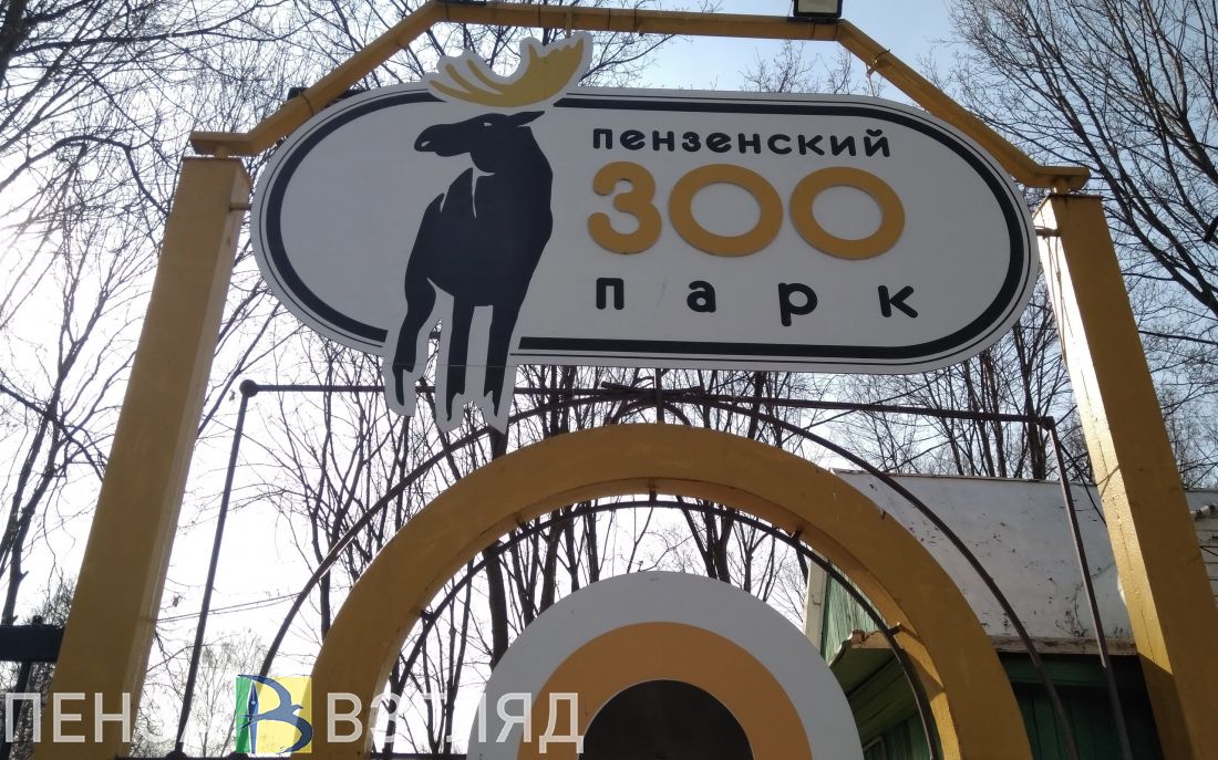 В пензенском зоопарке для развития хитрости тигрице «подсунули» шкуру коровы