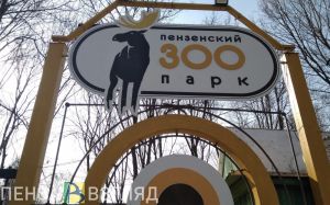 В пензенском зоопарке для развития хитрости тигрице «подсунули» шкуру коровы