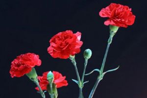 Похороны бойца, сбитые девушки и питание в лагерях: новости Пензенской области за 14 марта