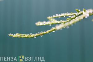 В Пензенской области 30 марта прогнозируется дождливая погода