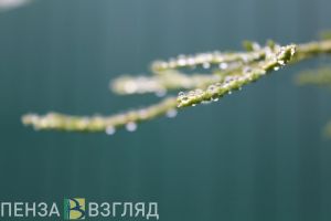 Дождь и порывистый ветер ожидаются в Пензенской области в воскресенье