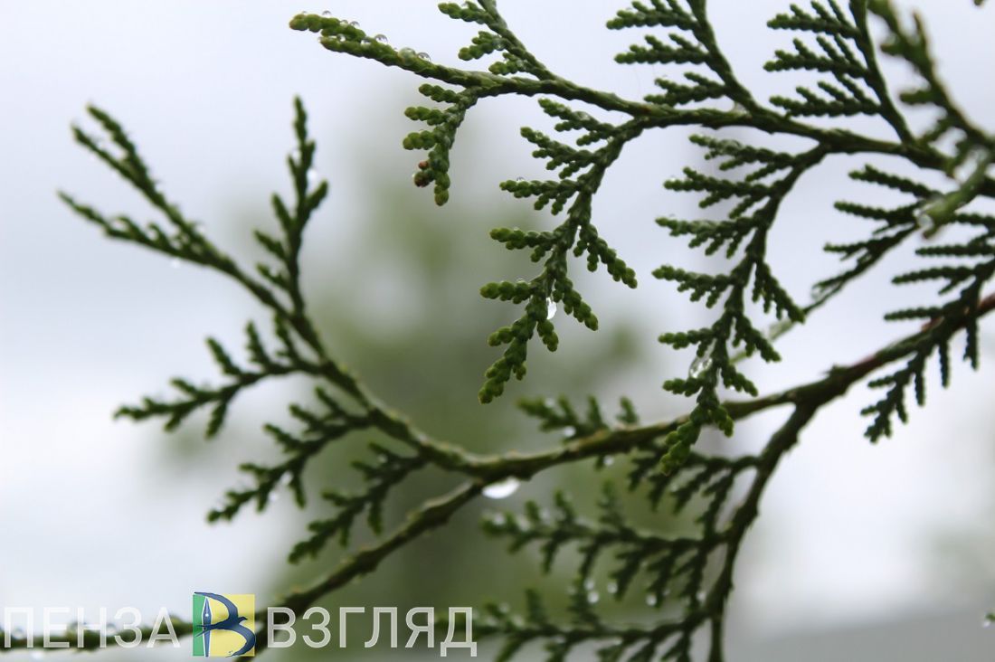 Ухудшение погоды, диагональная разметка и мошенничество с сахаром-наживкой: новости Пензенской области за 3 апреля