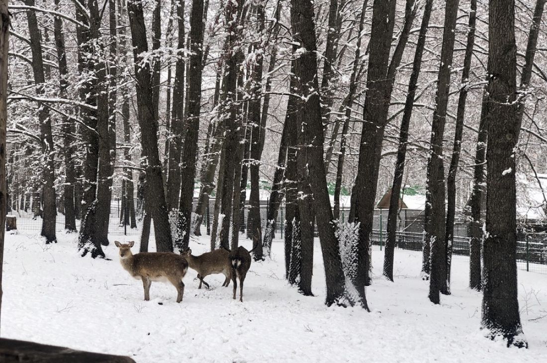 Пензенцев приглашают в зоопарк на «апрельскую зиму» (0+)