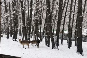 Пензенцев приглашают в зоопарк на «апрельскую зиму» (0+)