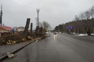 Фотовзгляд: Сезон большой стрижки