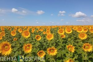 В Пензенской области за 10 лет валовой сбор подсолнечника вырос почти в 3,5 раза
