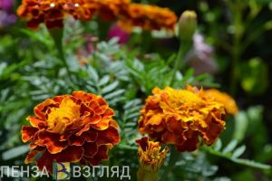 К 9 Мая в Пензе высадят более 20 тысяч цветов
