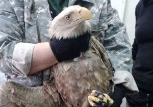 В Пензенской области спасли краснокнижную птицу с поврежденным крылом