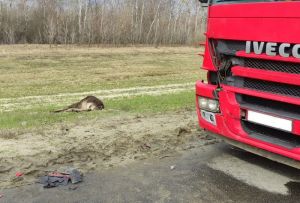 В ДТП в Пензенской области погиб лось