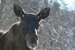 Жителя Нижнеломовского района осудили за незаконную охоту на лосиху
