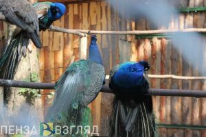 В пензенском зоопарке изменился режим работы