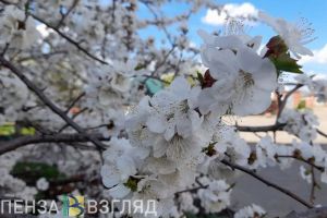 Стал известен прогноз погоды на 30 апреля в Пензенской области