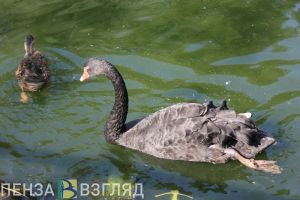 Пензенский зоопарк сообщил о мероприятиях в майские праздники