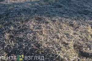 В Пензенской области прогнозируют заморозки до -5 градусов