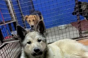 В Пензенской области назвали дату начала льготной стерилизации беспородных собак
