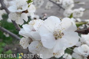 Стало известно, какая погода ожидается в Пензенской области 3 мая