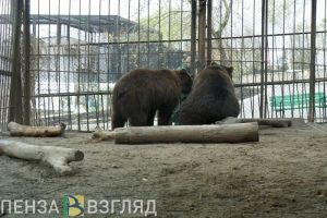 Пензенцев приглашают в зоопарк на показательное кормление медведей