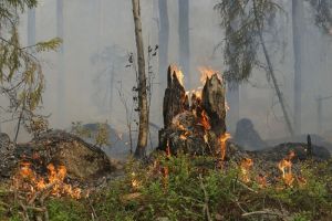 В Пензенской области в выходные произошли лесные пожары