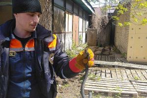 Найденная спасателями в центре Пензы змея оказалась гадюкой