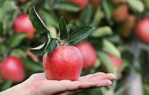 Пензенцам рассказали, какие продукты усиливают чувства голода