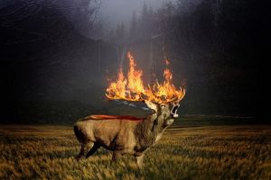 Штрафы за пал сухой травы для граждан повысили в 15–20 раз