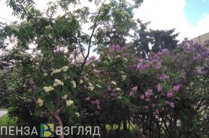 Стало известно, какую погоду в Пензенскую область принесет новый циклон