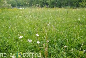 В Пензенской области 484 человека пострадали от укусов клещей