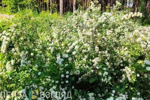 9 июня в Пензенской области ожидается по-настоящему летняя погода