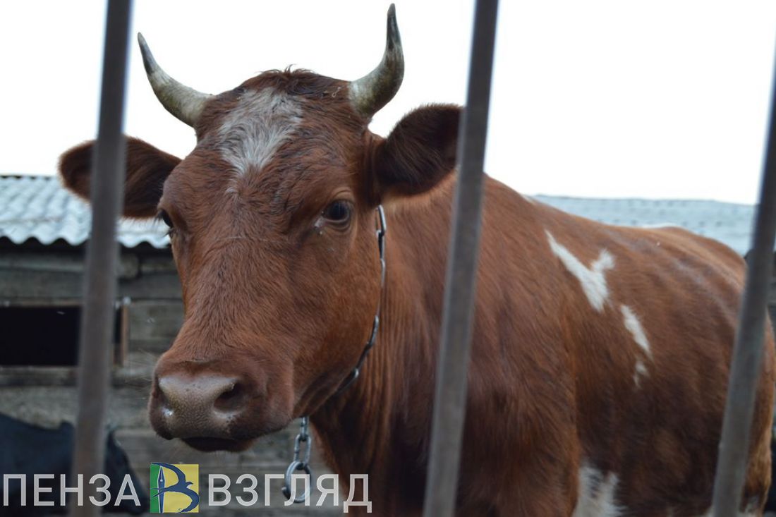 Пензенская область занимает первое место в ПФО по надою молока на одну корову