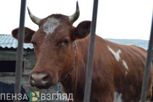Пензенская область занимает первое место в ПФО по надою молока на одну корову