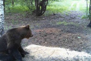 В Пензенской области подтвердили обитание бурого медведя
