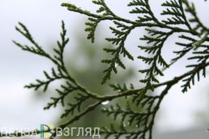 Дождливая погода сохранится в Пензенской области 21 июня