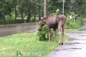 В пензенском районе Шуист сняли на видео, как лось перепрыгнул через едущий автомобиль