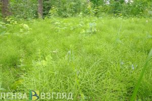 От нападения клещей в этом году пострадали более 900 жителей Пензенской области