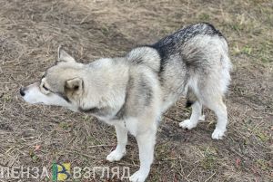 В Заречном стая бродячих собак разорвала кошку