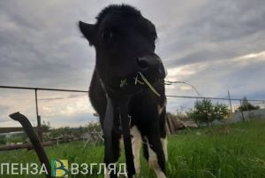 В Белинском районе состоялось открытие молочно-товарной фермы на 600 голов