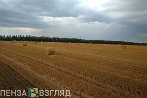 Пензенские власти опровергли возможность отравления населения при обработке полей химикатами