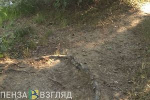 В Пензе попросили благоустроить дорогу к агропромышленному колледжу