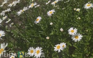 Жаркая погода, смертельное ДТП и вакцинация - новости Пензы за 26 июля