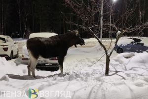 Утверждены годичные лимиты и квоты добычи охотничьих ресурсов в Пензенской области